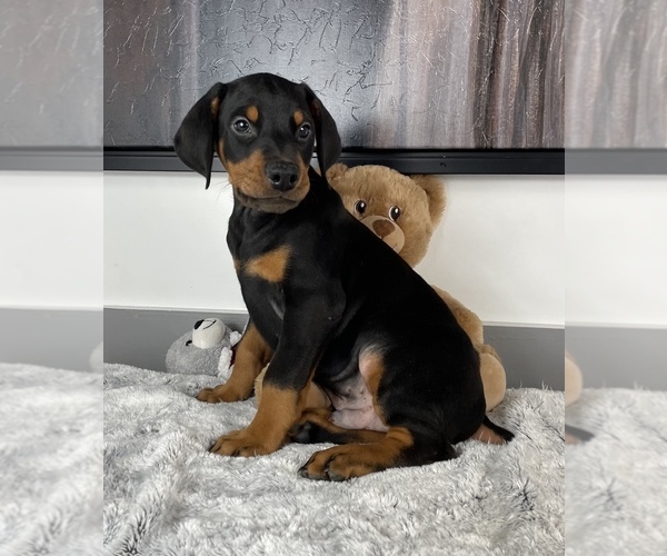 Medium Photo #1 Doberman Pinscher Puppy For Sale in FRANKLIN, IN, USA