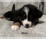 Puppy Doodle Miniature Australian Shepherd