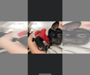 French Bulldog Puppy for sale in PENDLETON, IN, USA