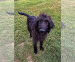 Small Photo #2 Labradoodle Puppy For Sale in Pacolet, SC, USA