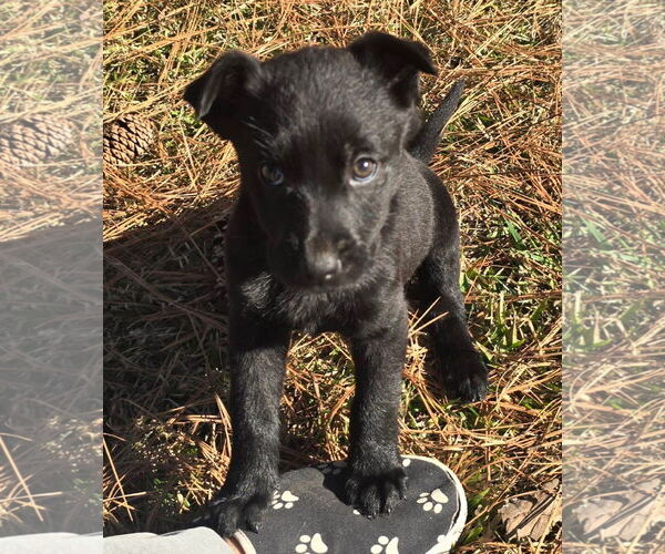 Medium Photo #4 Labrador Retriever-Unknown Mix Puppy For Sale in Alexander, AR, USA