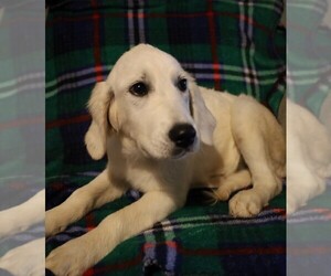 Golden Retriever Dog for Adoption in BLOOMINGTON, Indiana USA