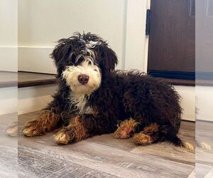 Father of the Bernedoodle (Miniature) puppies born on 05/02/2026