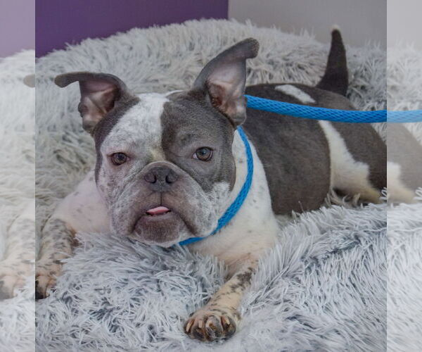 Medium Photo #4 Free-Lance Bulldog Puppy For Sale in Huntley, IL, USA