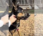 Small #2 Rottweiler Mix