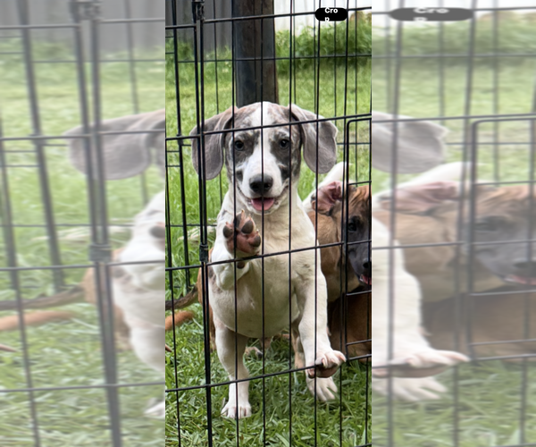 Medium Photo #2 Dachshund-Unknown Mix Puppy For Sale in Conway, AR, USA