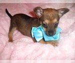 Small Chihuahua