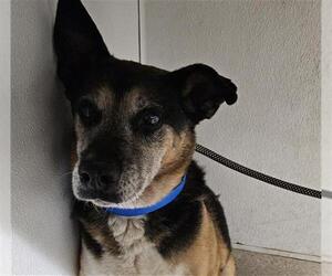 German Shepherd Dog Dogs for adoption in Bakersfield, CA, USA
