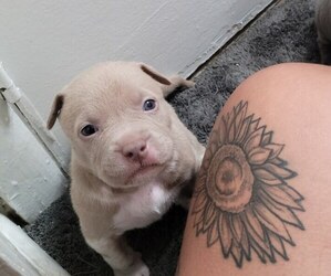 American Bully Puppy for sale in LAUREL, MD, USA