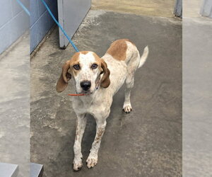 Coonhound Dogs for adoption in Evansville, IN, USA