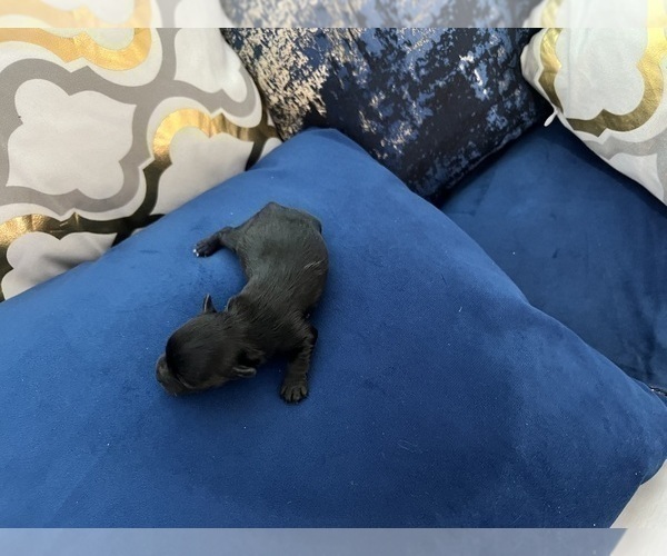 Medium Photo #47 Yorkshire Terrier Puppy For Sale in HAYWARD, CA, USA