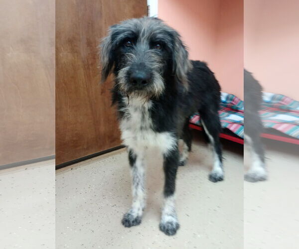 Medium Photo #2 Aussie Siberian Puppy For Sale in York, SC, USA