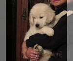Small Photo #10 English Cream Golden Retriever Puppy For Sale in NORTHWOOD, OH, USA