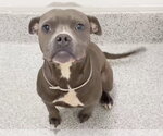 Small #1 Staffordshire Bull Terrier