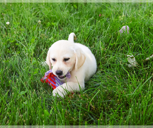 Medium Photo #3 Labrador Retriever Puppy For Sale in SYRACUSE, IN, USA