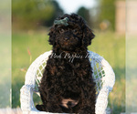 Small Photo #88 Poodle (Miniature) Puppy For Sale in WARSAW, IN, USA