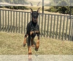 Small #4 Doberman Pinscher