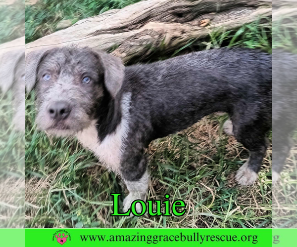 Medium Photo #2 American Bulldog-Unknown Mix Puppy For Sale in Pensacola, FL, USA