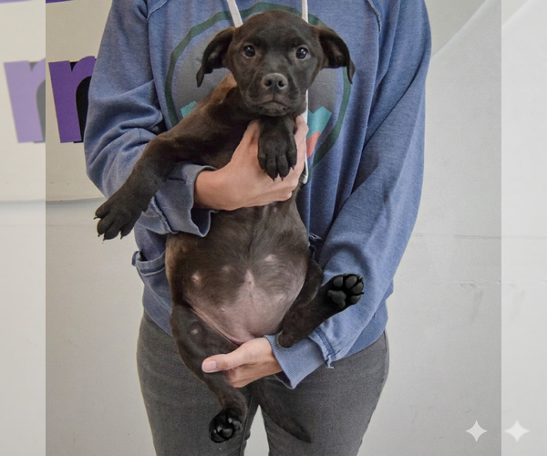 Medium Photo #4 American Staffordshire Terrier-Unknown Mix Puppy For Sale in Huntley, IL, USA