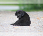 Small #6 Spanish Mastiff