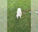 Small #9 Samoyed