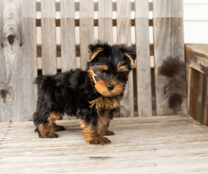 Yorkshire Terrier Puppy for sale in NAPPANEE, IN, USA