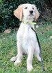 Small Photo #3 Goldendoodle Puppy For Sale in KERNERSVILLE, NC, USA