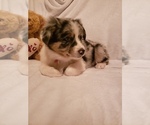 Small Photo #6 Australian Shepherd Puppy For Sale in BRIGGSDALE, CO, USA