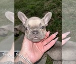 Small #2 French Bulldog