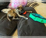 Small #10 Boxer Mix