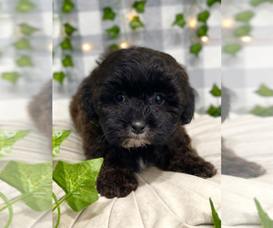 ShihPoo Puppy for sale in MARIETTA, GA, USA