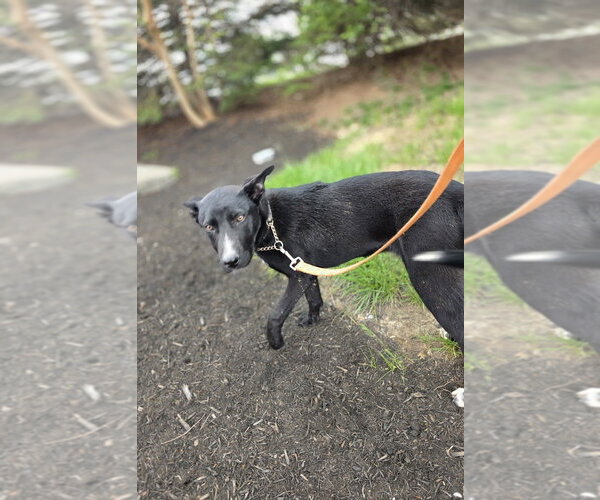 Medium Photo #5 Shepradors Puppy For Sale in Aurora, IN, USA