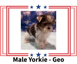 Yorkshire Terrier Puppy for sale in AZLE, TX, USA