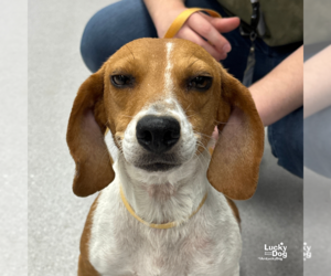 Beagle-Unknown Mix Dogs for adoption in Washington, DC, USA