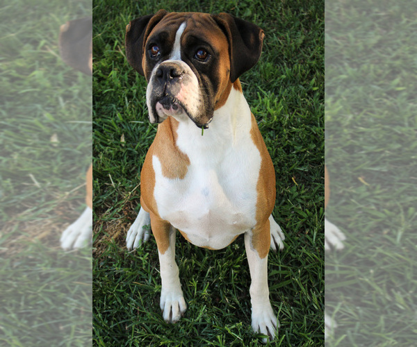 Medium Photo #1 Boxer Puppy For Sale in SHIPSHEWANA, IN, USA