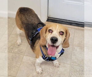 Beagle Dogs for adoption in Las Vegas, NV, USA