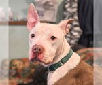 Small #2 American Pit Bull Terrier