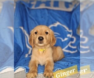 Golden Retriever Puppy for sale in DAVISON, MI, USA
