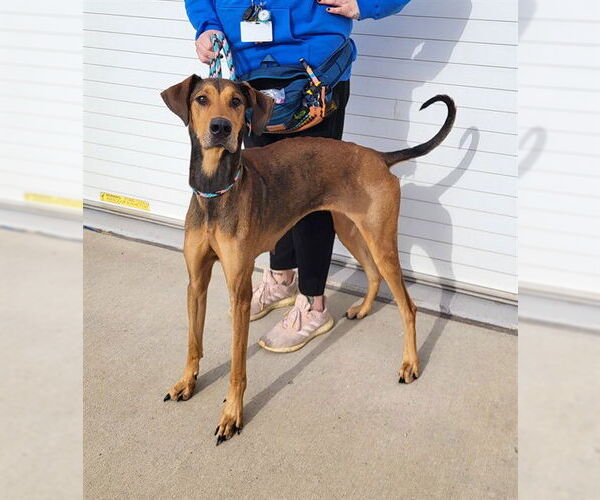 Medium Photo #1 Great Dane-Unknown Mix Puppy For Sale in Louisville, KY, USA