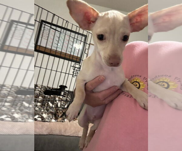 Medium Photo #3 Chihuahua Puppy For Sale in Oak Bluffs, MA, USA