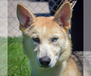 Siberian Husky-Unknown Mix Dogs for adoption in Huntley, IL, USA