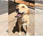 Small #3 Labrador Retriever