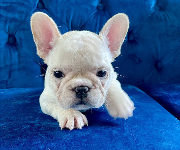 Medium Photo #8 French Bulldog Puppy For Sale in JACKSON, MS, USA