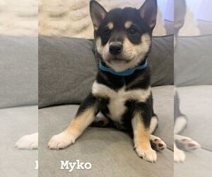 Shiba Inu Puppy for Sale in JERSEY CITY, New Jersey USA