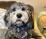 Small Photo #21 Goldendoodle Puppy For Sale in HUNTINGTON, WV, USA