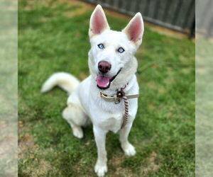 Siberian Husky Dogs for adoption in Long Beach, CA, USA