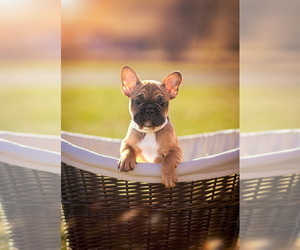 French Bulldog Puppy for Sale in BETHEL PARK, Pennsylvania USA