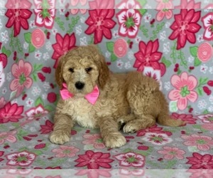 Goldendoodle Puppy for sale in LANCASTER, PA, USA