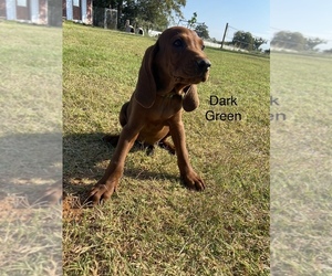 Medium Redbone Coonhound