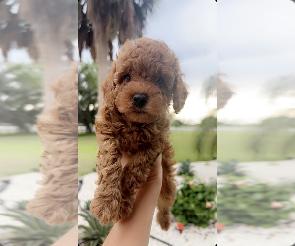 Medium Photo #5 Poodle (Toy) Puppy For Sale in PUNTA GORDA, FL, USA